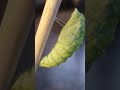 Black Swallowtail Butterfly Caterpillar Sheds Skin Into Chrysalis HD Real Time Caterpie to Metapod