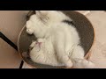 寝る前には欠かさずふみふみする猫【スコティッシュフォールド】