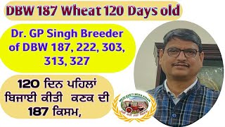 120 Days old DBW 187 (120 ਦਿਨ ਪਹਿਲਾਂ  ਬਿਜਾਈ ਕੀਤੀ  ਕਣਕ ਦੀ 187 ਕਿਸਮ,) Shergill Markhai