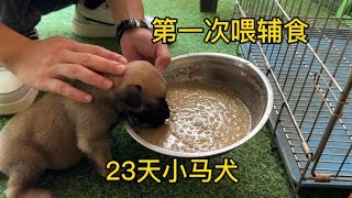 23天小马犬第一次吃辅食，出乎我的意料，小嘴一口一口吃得真香