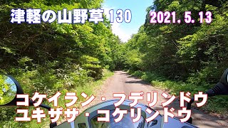 津軽の山野草130(ｺｹｲﾗﾝ・ﾌﾃﾞﾘﾝﾄﾞｳ・ﾕｷｻﾞｻ・ｺｹﾘﾝﾄﾞｳ)