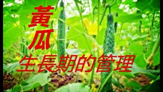 黄瓜生长期的管理五要点 庭院種黃瓜高產又簡單