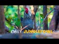 Grey Junglefowl - Male | Vansda National Park  #junglefowl #nikonp1000