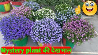 🏵️grow \u0026 care lobelia erinus||lobelia flower hindi||best winter flower||grow lobelia from seeds||