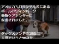 亡くなった犬は生まれ変わり、もう一度飼い主の元へやってくる？【感動する話】