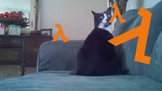 hl cat
