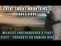 Pro Wildlife Photographer's First Visit to Cades Cove in Great Smoky National Park for Bears