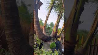 RARE COCONUT TREEE #shorts #trending #nature #agriculture #coconut #food #vlog #nursery #kids