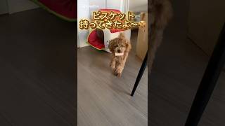 おもちゃ持ってくる犬が可愛い【トイプードル】#トイプードル子犬 #トイプードル #トイプードル生活 #toypoodle #toypoodle #miniaturepoodle #犬がいる暮らし