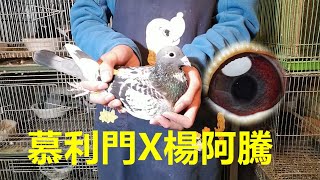 ***已經售出*** 3千[慕利門X楊阿騰]斑白羽公21-888817