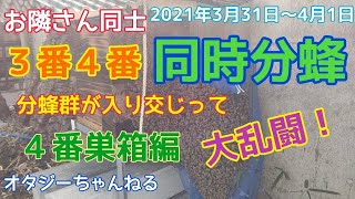 日本みつばち ３番４番巣箱 同時分蜂　４番巣箱編　2021年3月31日～4月1日