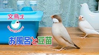 文鳥ズ～お風呂と豆苗どちらになさいます？【もぐぱくぷりんTV#81】