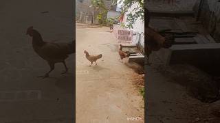 🐓 இதான் கெட்ட செய்தியா 🤣🤣🤣 chicken funny video 🤣#shortsfeed #shortvideo #support🙏🙏