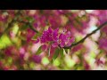 stunning springtime bloom u0026 nature sounds 8k relaxing ambience of spring flowers