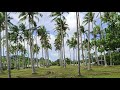 Trees at Caliraya Lake #calirayalake #caliraya #laguna #eastambayan #roadtrip #wheninrizal