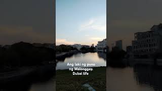 Ang laki ng puno ng Malonggay. Dubai life