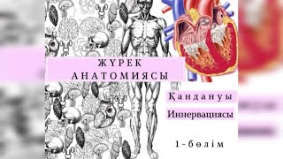 ЖҮРЕК АНАТОМИЯСЫ | ГЕМОДИНАМИКА | ЖҮРЕК АҚАУЛАРЫ