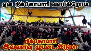 நிக்கோபாரி நாட்டு கோழி  நாங்கள் ஏன் வளர்கிறோம் ? | SV Farm | Farming Business | Thiruvannamalai