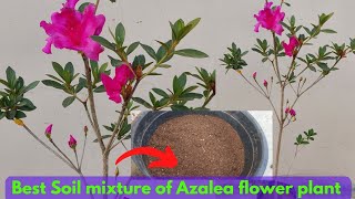 Azalea flower plant की Repotting कैसे करें ? Best Soil mixture for Azalea flower plant.