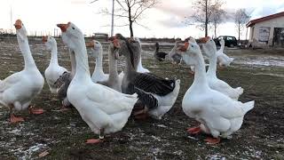 25.12.2018. Video1.Merry Holidays from Olympus farm! Young kholmogory geese 2018.