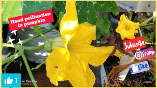 பூசணி வளர்ப்பு..!Growing pumpkin in containers!!Hand pollination in pumpkin..!! #109