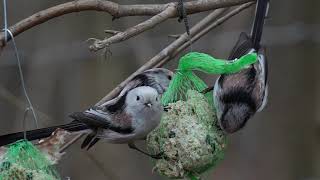 Őszapók (Aegithalos caudatus,Long-tailed tit)