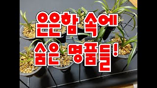 수수한 수준급 난 # 단엽산반 # 라사지단엽