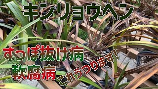 ニホンミツバチ誘因欄 キンリョウヘン 58株 全滅・スッポ抜けがとまらない コレ！うつります　和歌山県紀の川市