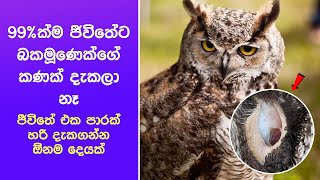 99%ක්ම ජීවිතේට බකමූණෙක්ගේ කණක් දැකලා නෑ | Amazing Videos from Around the World in Sinhal