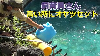 飼育員さん、高い所におやつセット💗シロクマの母娘【天王寺動物園】