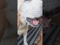 ഉറക്കം ആണ് main ഇവൾക്ക് ഇത് എന്ത് പറ്റി labrador dog viralvideo