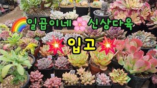 🌈🌈일곱이네🌸이쁜 신상다육 구경 하세요~~💕💕💕