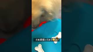 舐め犬ミルクのノーズワークチャレンジ！│licking dog