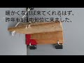 つばめの巣作り日記 2022 4 28 燕 燕の巣 巣作り