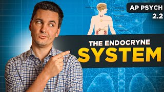The Endocrine System [AP Psychology Unit 2 Topic 2]