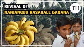 Revival of GI-tagged Nanjangud Rasabale banana | Karnataka