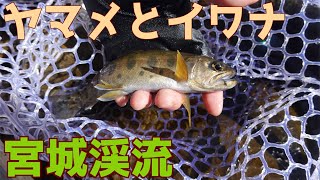 【渓流】宮城の渓流でヤマメとイワナを釣る！