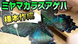 美しすぎるミヤマカラスアゲハの昆虫標本を作ります！【昆虫採集】