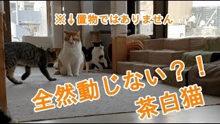 【猫動画】動じない茶白猫