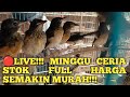 LIVE!!! CEK STOK ABADI BIRD PALMERAH