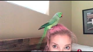 My First Day Home With Lefty And Touché | Quaker And Indian Ringneck Parrots