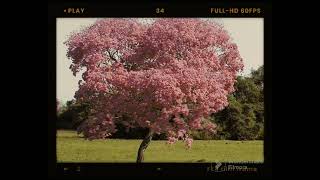 El Maquilishuat árbol nacional de El Salvador | Mito del Maquilishuat