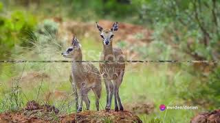 The English Name for Klipspringer