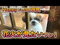 [シーズー🐶]  Happyくん花火が見たいワン！の巻