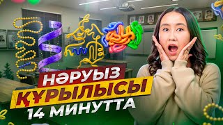 Нәруыз құрылысы 14 минутта | ҰБТ биология