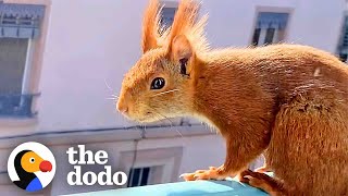 French Squirrel Goes Apartment Hunting For Her Babies | The Dodo Wild Hearts