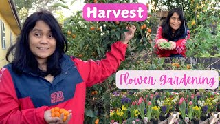 Backyard Harvest and Flower Gardening | Living in Los Angeles 🌱🍊 🌸 #gardening