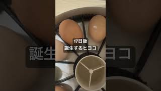 残り17日🐤　ヒヨコが孵化するまで