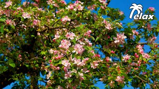 Spring Sounds of Nature: Birdsong in a Blooming Garden