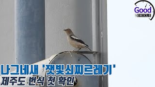 나그네새 '잿빛쇠찌르레기' 제주도 번식 첫 확인